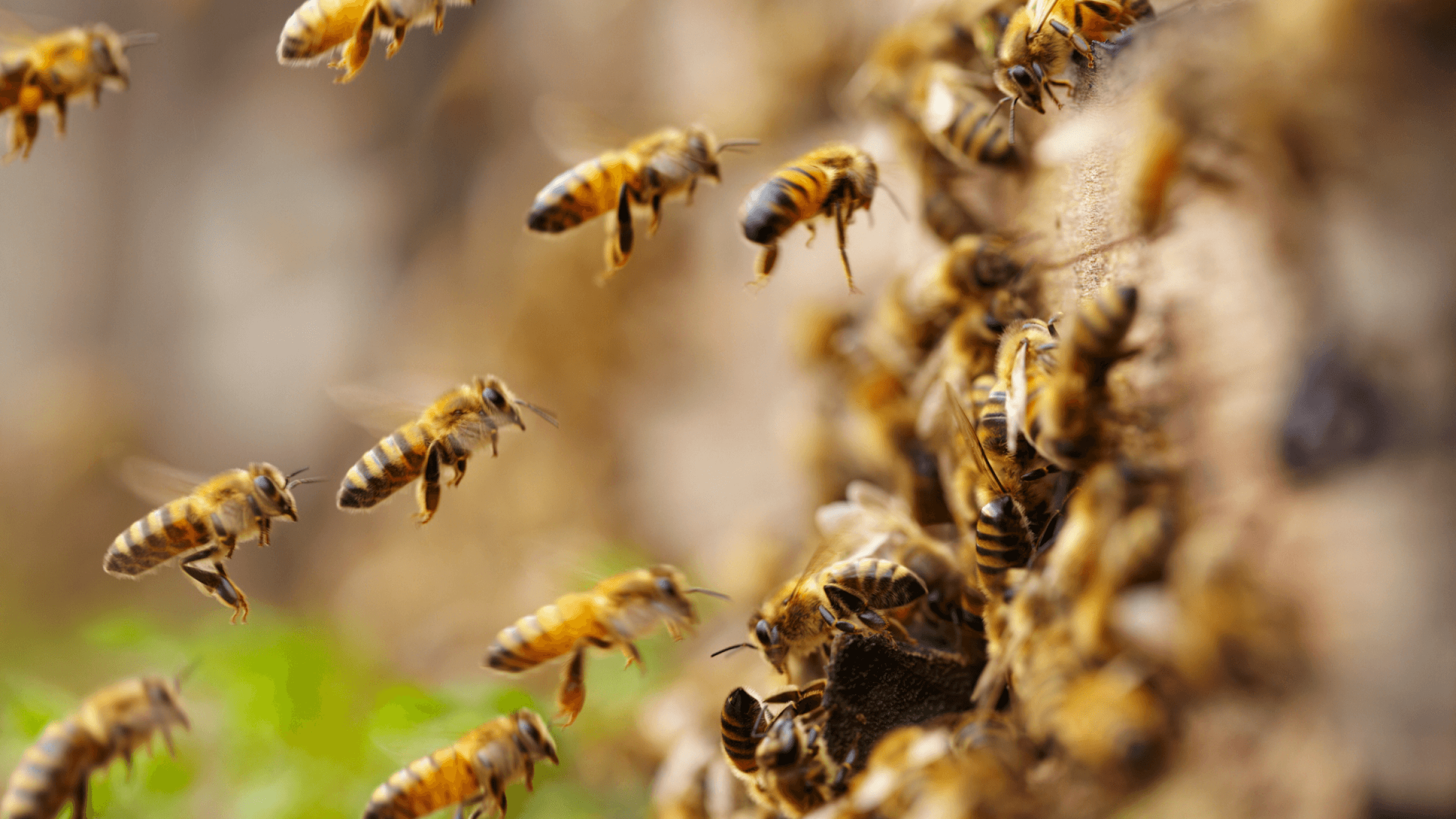 Hives & Honey: A Story of Local Beekeeping | Open Space Authority